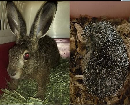 Dieren virtueel adopteren