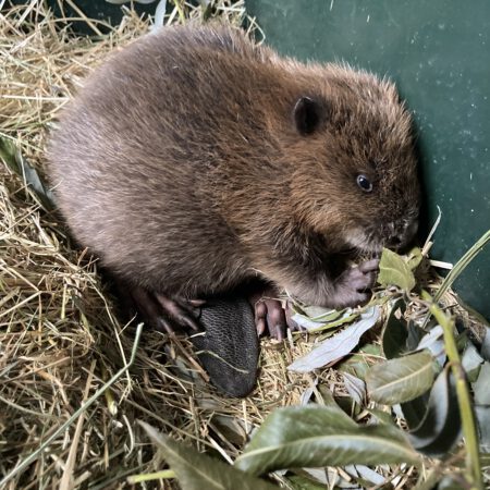 Bever