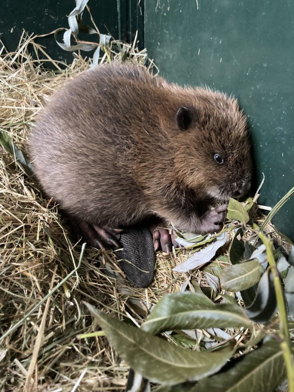 Bever